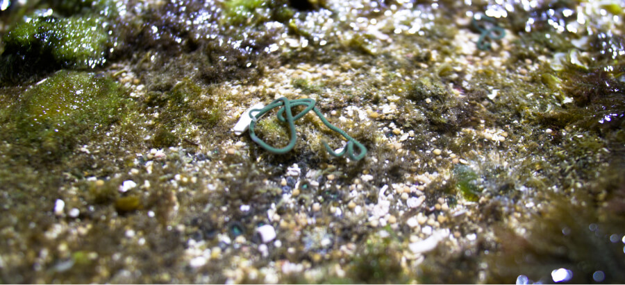 sea worms 1